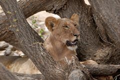 Samburu 2010